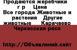 Продаются жеребчики 14,15 16 г.р  › Цена ­ 177 000 - Все города Животные и растения » Другие животные   . Карачаево-Черкесская респ.